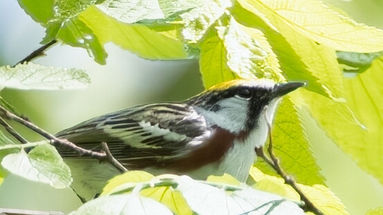 Warbler, Chestnut-sided