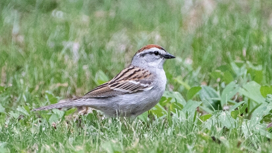 Sparrow, Chipping