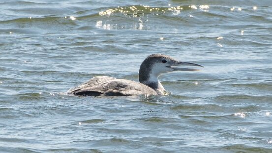 Loon, Common