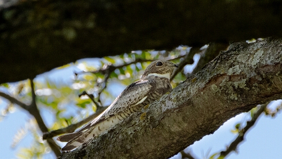 Nighthawk, Common