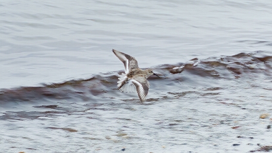 Dunlin,