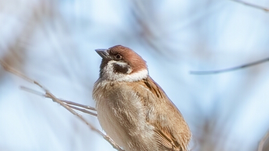 Sparrow, Eurasian Tree