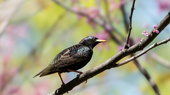 Starling, European