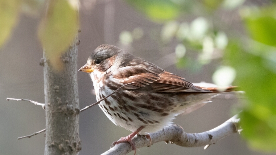 Sparrow, Fox