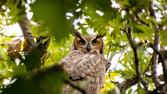 Owl, Great Horned