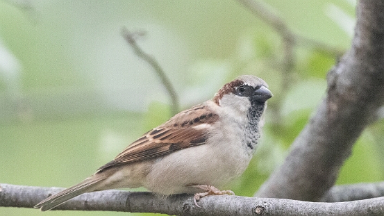 Sparrow, House