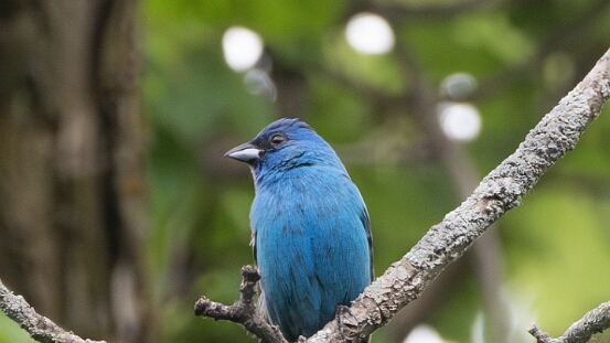 Bunting, Indigo