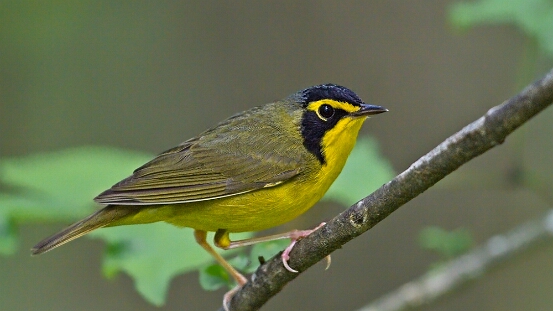 Warbler, Kentucky
