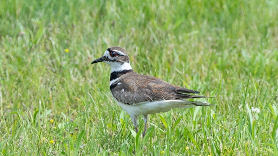 Killdeer,