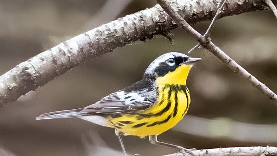 Warbler, Magnolia