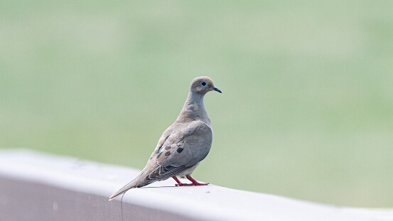 Dove, Mourning