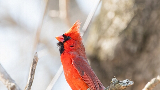 Cardinal, Northern