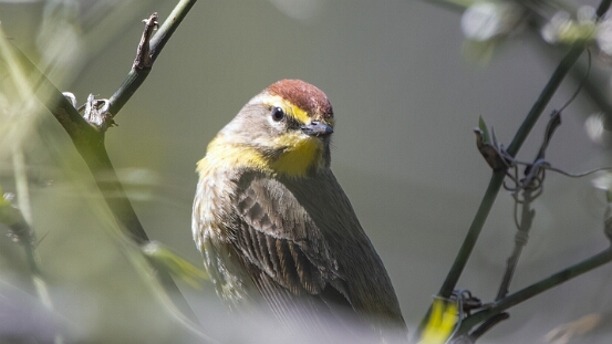 Warbler, Palm
