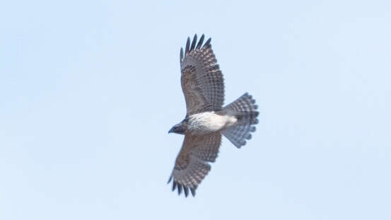 Hawk, Red-shouldered