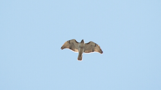 Hawk, Red-tailed