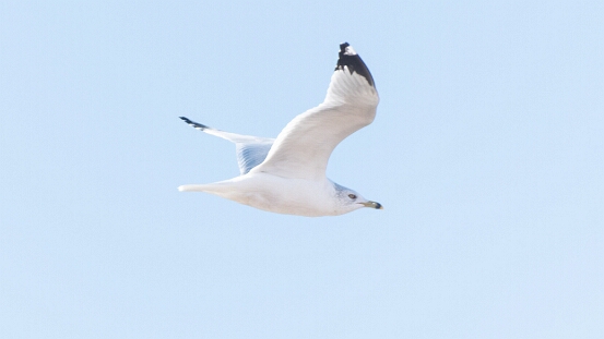 Gull, Ring-billed