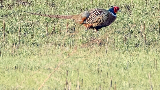 Pheasant, Ring-necked