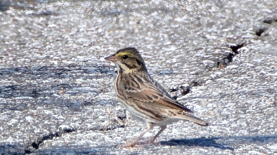Sparrow, Savannah