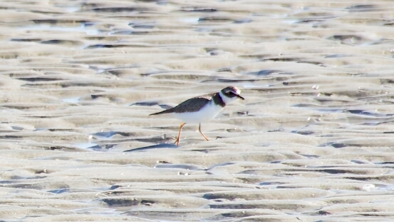 Plover, Semipalmated
