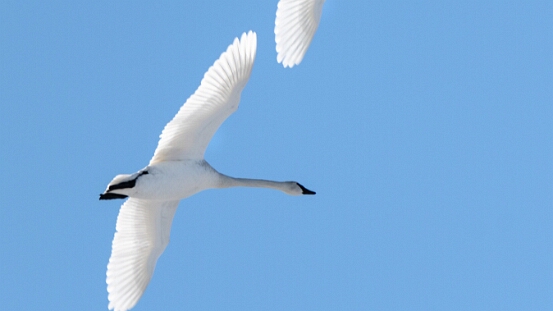 Swan, Trumpeter
