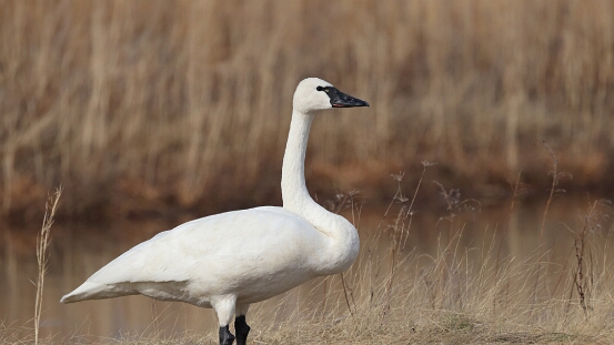 Swan, Tundra