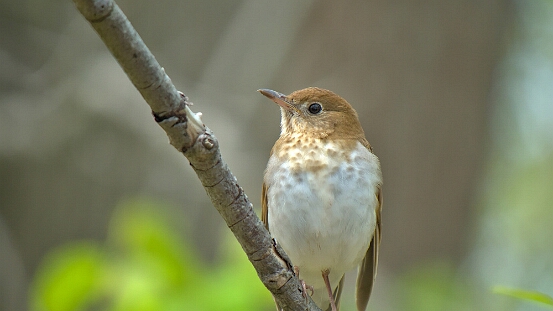 Veery,