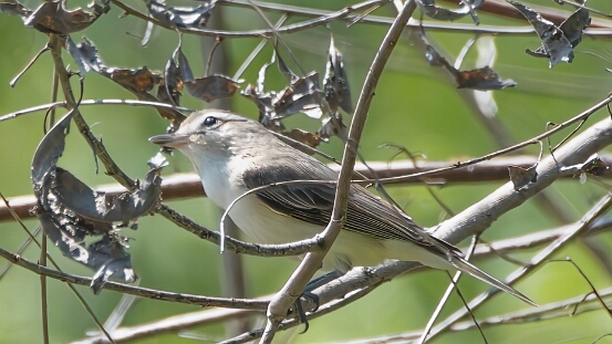 Vireo, Warbling