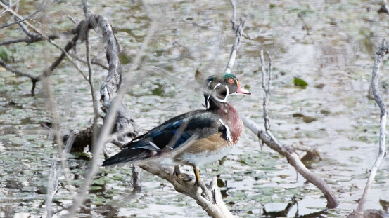 Duck, Wood