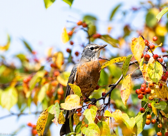 Robin, American