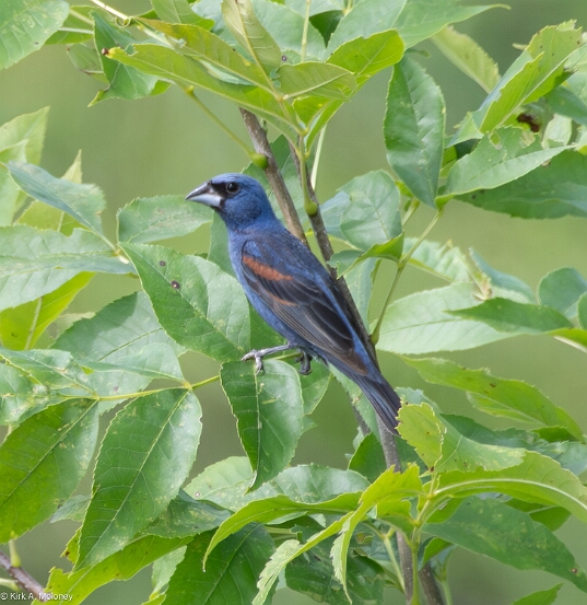 Grosbeak, Blue