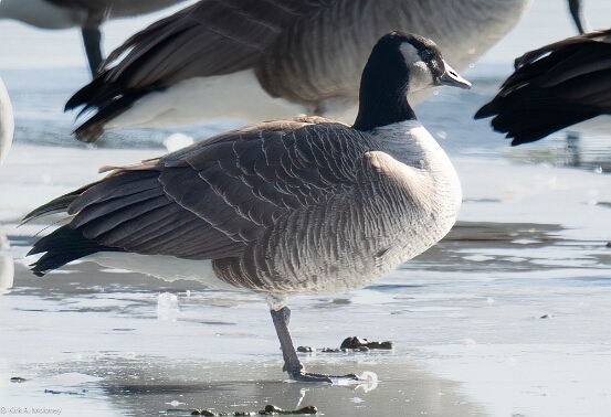 Goose, Cackling