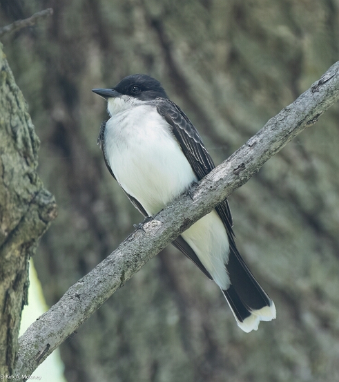 Eastern Kingbird, Eastern