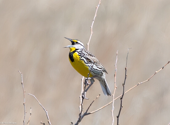 Eastern Meadowlark, Eastern