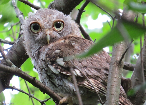 Screech-Owl, Eastern