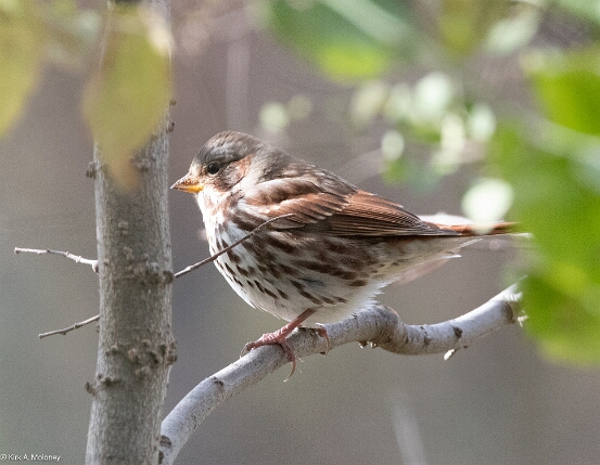 Sparrow, Fox