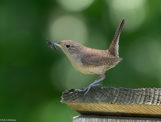 Wren, House