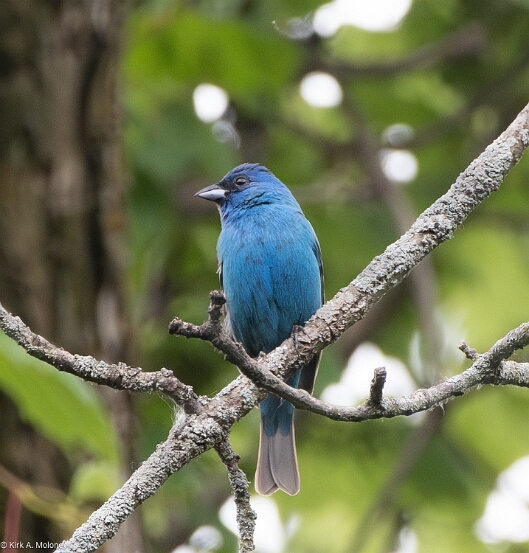 Bunting, Indigo