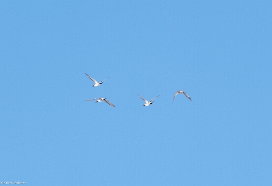 Pintail, Northern