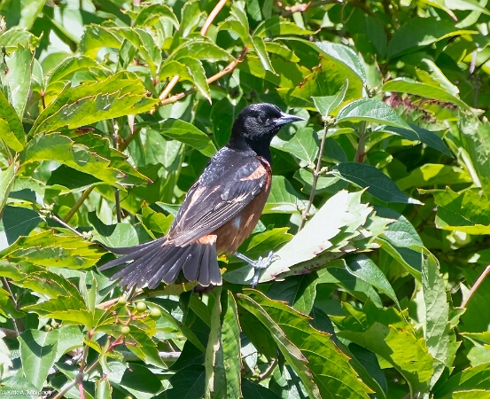 Oriole, Orchard