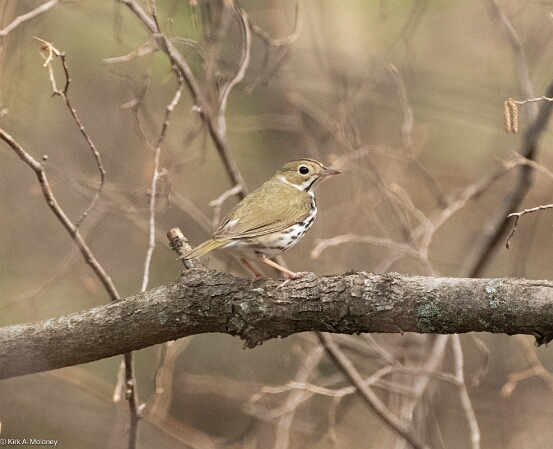 Ovenbird