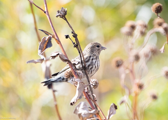 Siskin, Pine