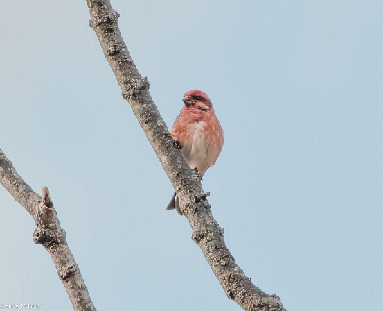 Finch, Purple