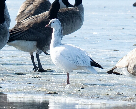 Goose, Rosss