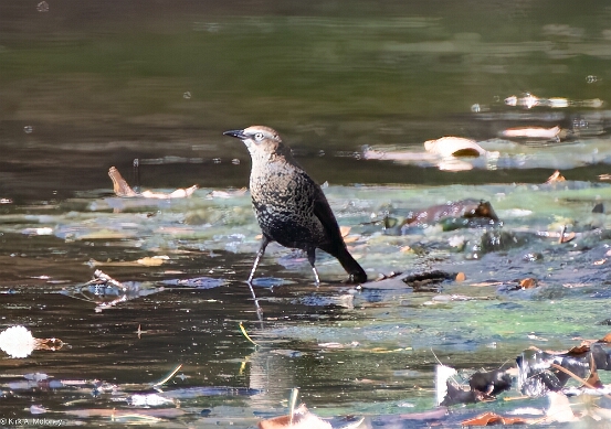 Blackbird, Rusty