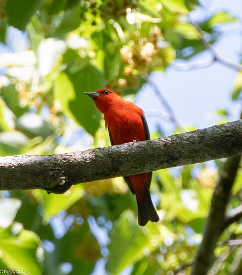 Tanager, Scarlet