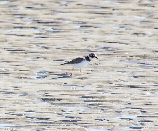 Plover, Semipalmated