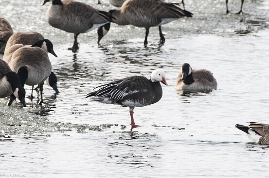 Goose, Snow