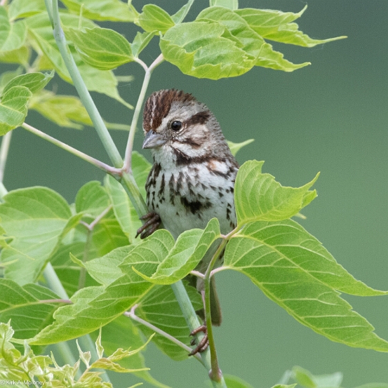 Sparrow, Song