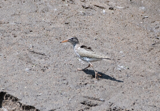 Sandpiper, Spotted