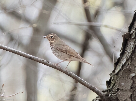 Thrush, Swainson's
